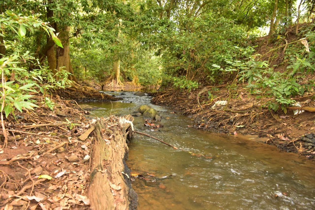 Jungle View River Camping Udawalawe Exterior photo